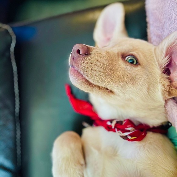 Meet your Posher, Debvie - Picture 1 of 1